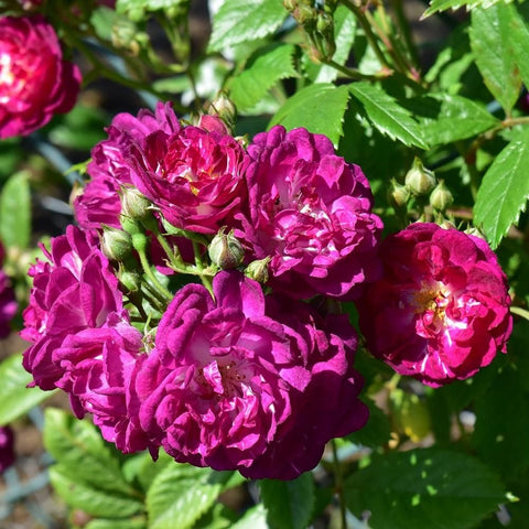 Perennial rose plant with vivid magenta double flowers and green buds