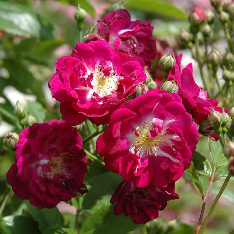 Perennial rose plant with dark pink double blooms and fresh green leaves