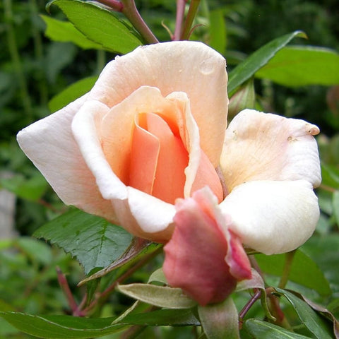 Peach and cream rose blossoms on green stems with a small pink bud