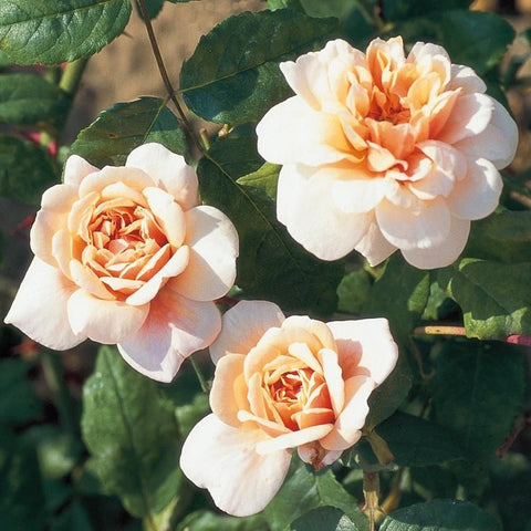 Cluster of pale cream rose blossoms with peach centers and glossy green leaves
