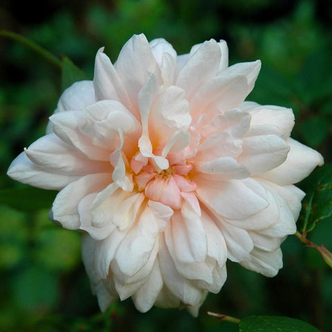 White rose blossom with soft peach center and layered petals on green leaves