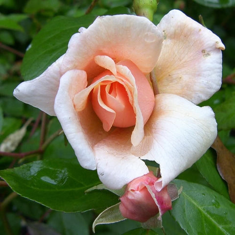 Cream rose blossom with peach center and small pink bud among green leaves