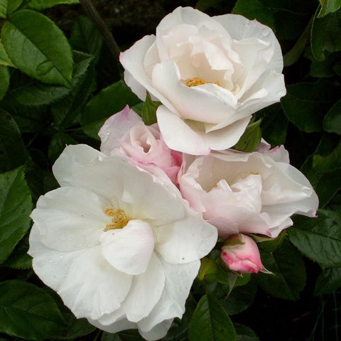 Pearl Drift rose cluster with white and pale pink double blooms and yellow-gold centers