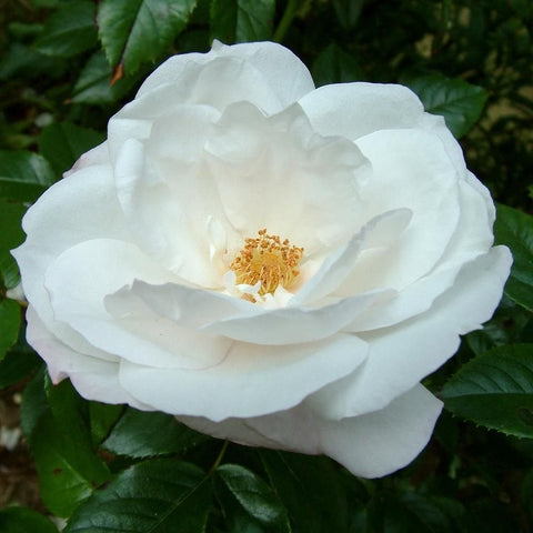 Pearl Drift rose flower with large white double petals and yellow-gold center on green leaves