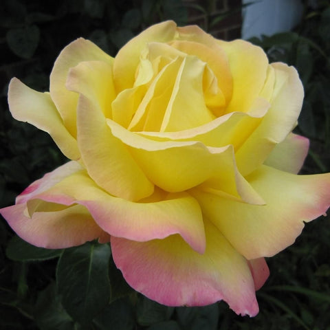 Yellow rose bloom with pale pink tips on outer petals, ruffled layers, close-up