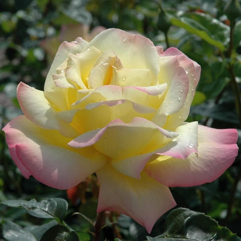 Light yellow rose with pink-trimmed petals, three-quarter view, dew on petals