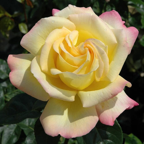 Cream-yellow rose bloom with soft pink edges, open petals, close-up on green leaves