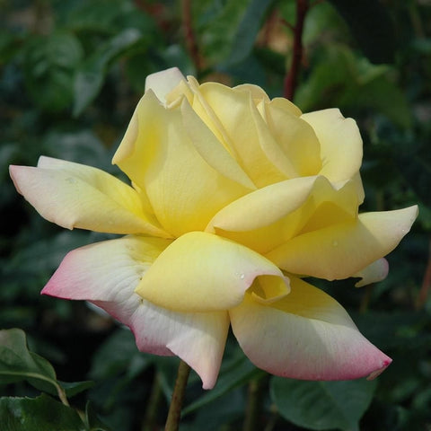 Pale yellow rose flower with pink-tinted petal ends, star-shaped petals, close-up