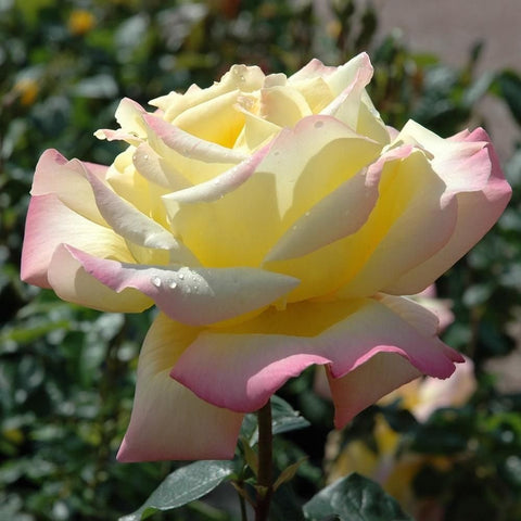 Cream-yellow rose bloom with pink edges, layered petals, side view with green leaves