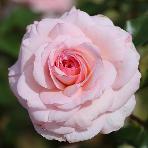 Light pink rose bloom with layered petals, single flower head