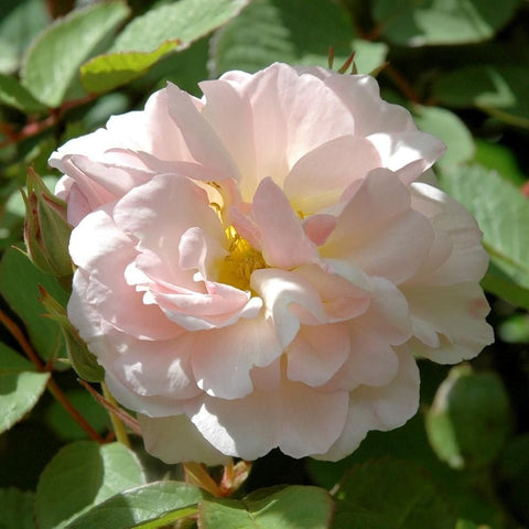 Light pink rose bloom with layered petals and yellow stamens, surrounded by green leaves