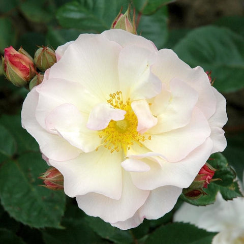 White rose bloom with pale yellow center and green leaves, with red rose buds nearby