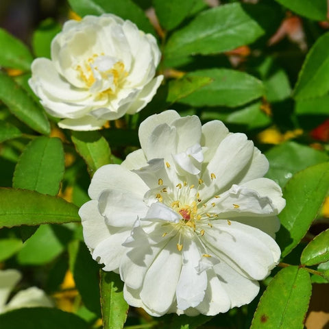 White rose-like blossoms with yellow stamens and green leaves on a branch