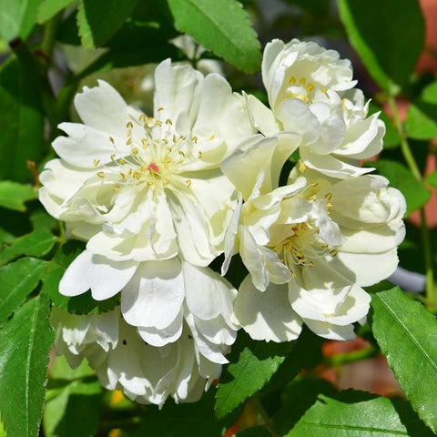 Cluster of white double blossoms with yellow stamens on green leafy stems