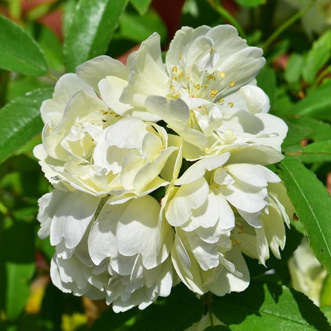 Cream-white double blossoms with yellow centers and pointed green leaves