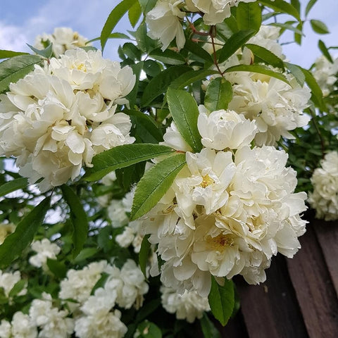 White double flower clusters with green leaves on a flowering plant branch