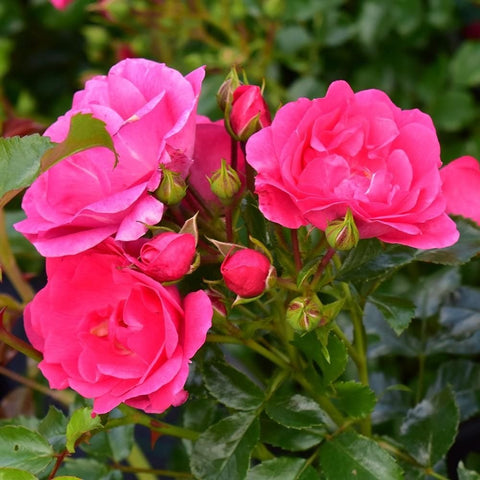 Pink rose blooms with unopened buds and serrated green leaves