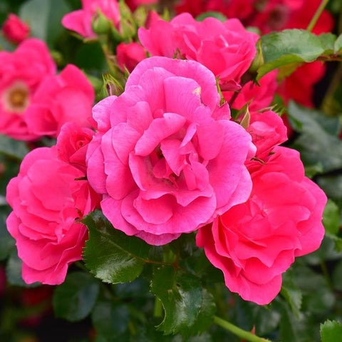 Pink rose plant with double blooms and green leaves