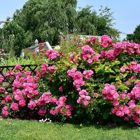 Pink rose hedgerow with many double flowers and green foliage