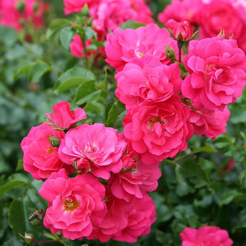 Pink rose blossoms on stems with buds and green leaves