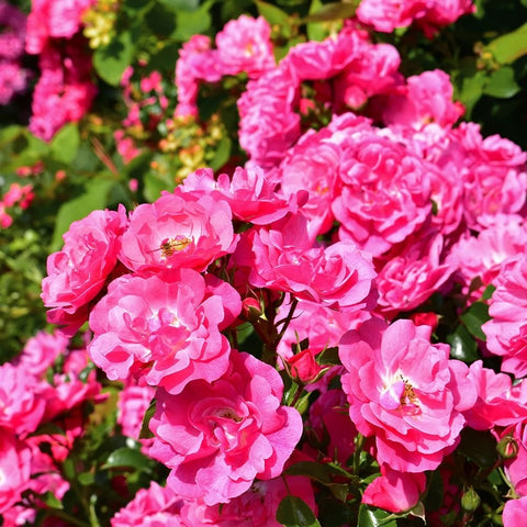 Pink rose plant with clustered double flowers and buds