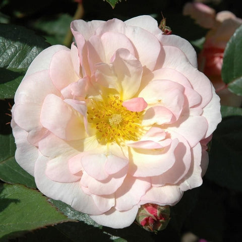 Light pink double-flowered rose with yellow center and layered petals