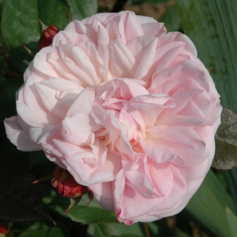 Soft pink double rose bloom with tightly layered ruffled petals