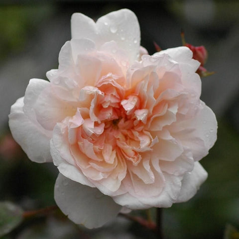 Pale pink rose bloom with ruffled petals and orange-tinted inner center