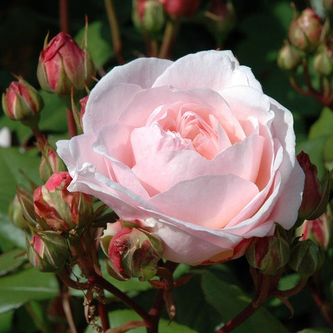Pink double rose blossom on green stems with nearby unopened buds