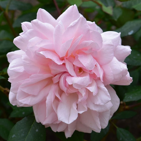 Light pink double rose flower with ruffled petals and a pale center