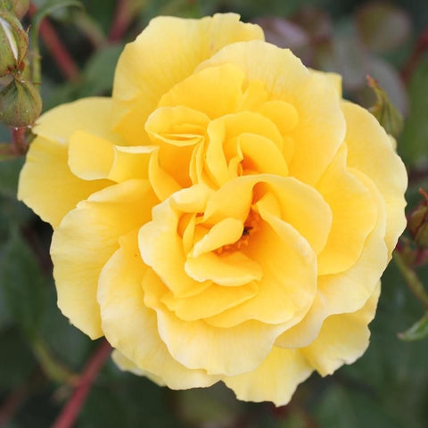 Yellow double rose bloom with layered petals and visible center stamens