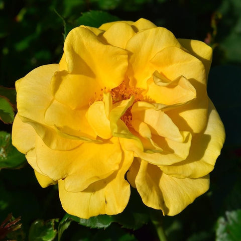Yellow rose bloom with layered petals and small central stamens on stem
