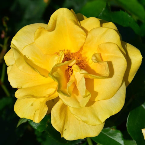 Yellow rose flower with ruffled petals and golden-brown center