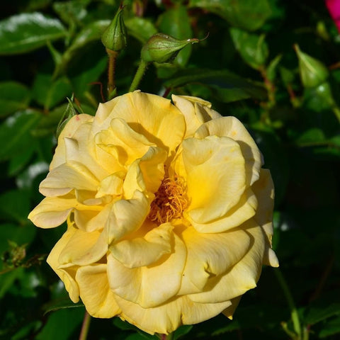 Yellow rose bud and open bloom on green stems with textured leaves