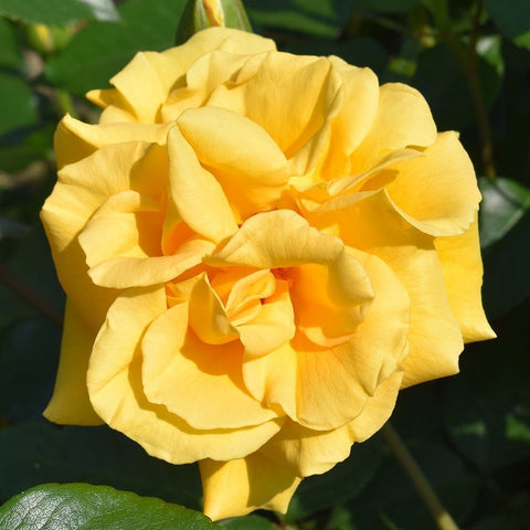 Yellow double rose flower with curled inner petals and bright central stamens