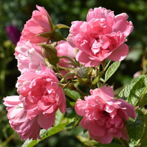 Cluster of pink double rose blossoms with green buds and leaves