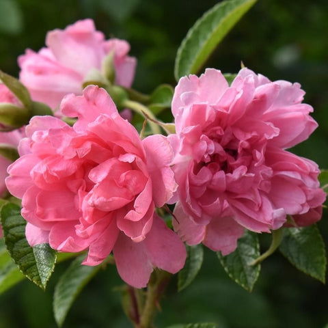 Close-up of pink double rose flowers with glossy green leaves