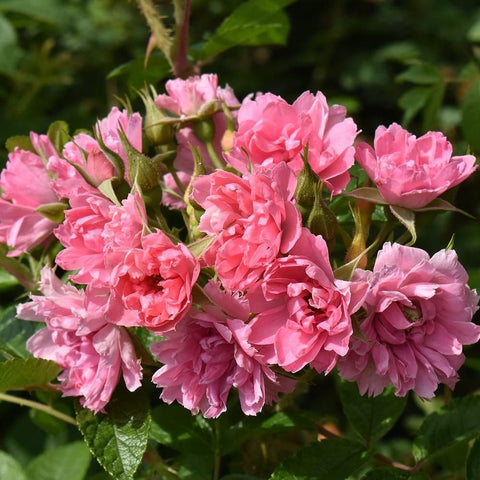 Pink double rose blooms on green stems and leaves