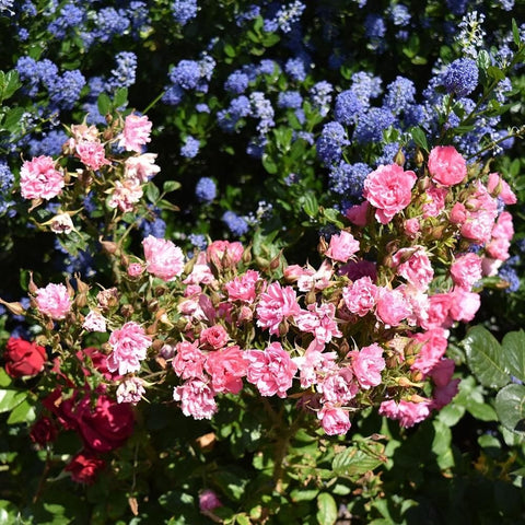 Spray of pink rose blossoms with green foliage on the bush