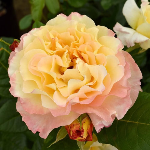 Apricot and yellow ruffled rose bloom on leafy green shrub