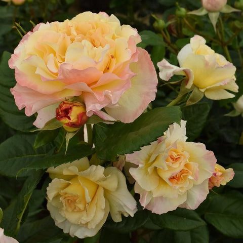 Cluster of pale apricot and cream roses with green leaves
