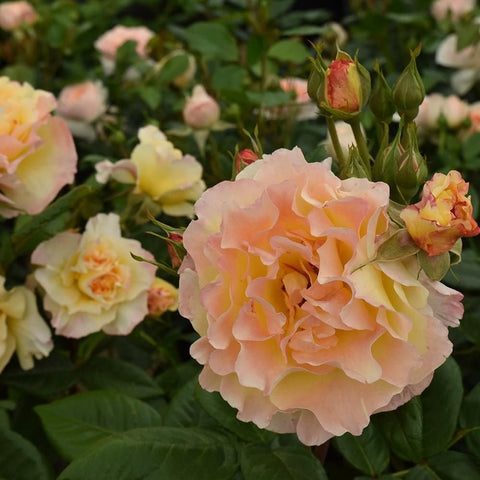 Pale apricot rose flower with surrounding buds and green leaves