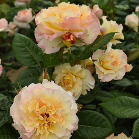 Bouquet-like display of pale apricot and cream roses on green foliage
