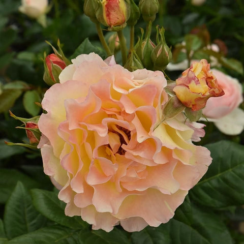 Large pale apricot rose with red-tinted buds and leafy stems