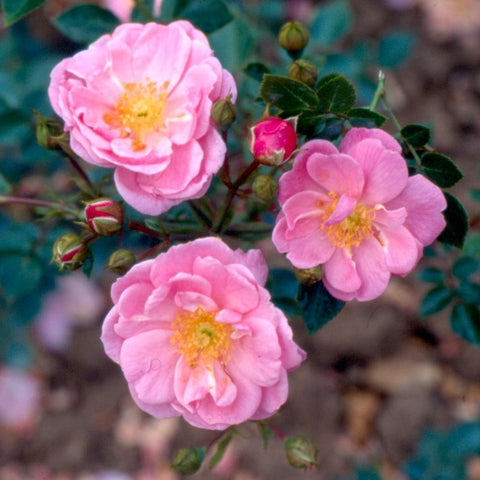 Pink flowering rose stems with buds and glossy green leaves