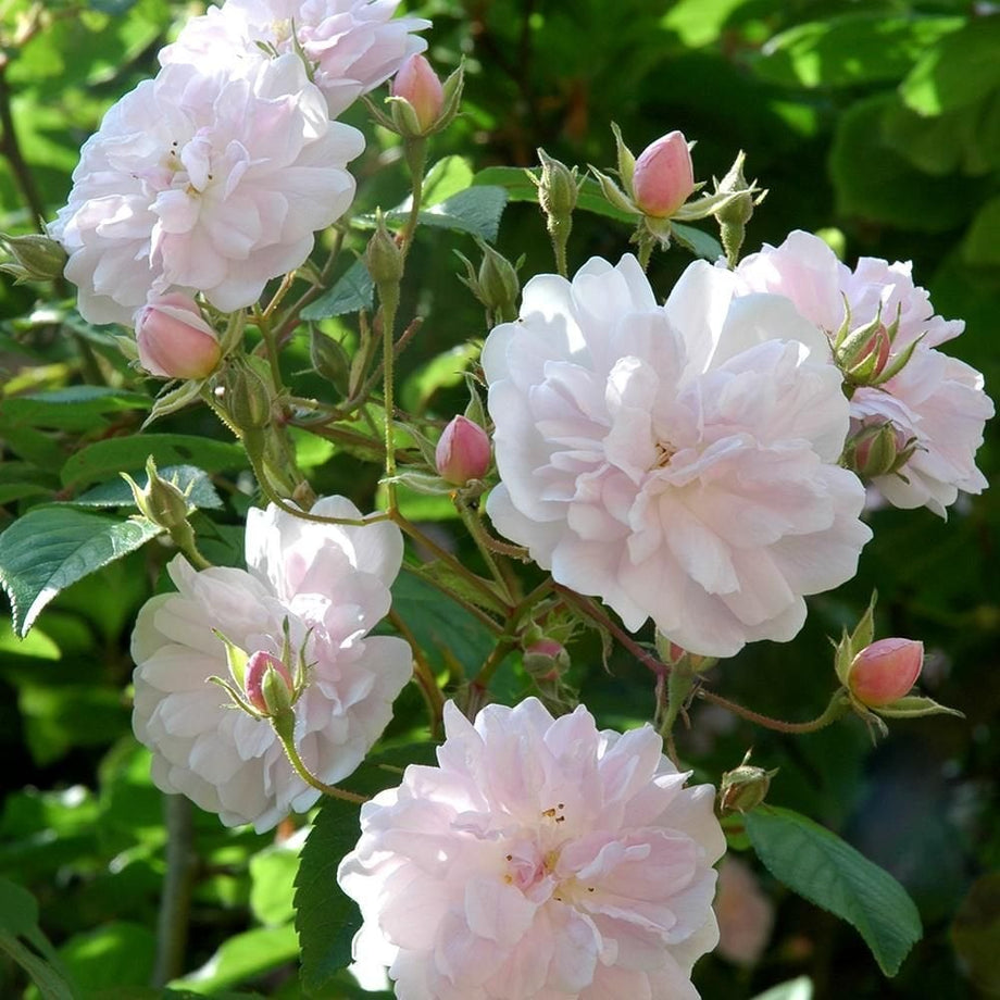 Paul's Himalayan Musk – Peter Beales Roses