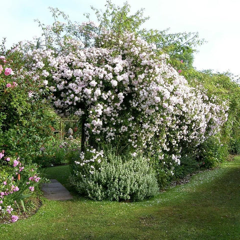 Himalayan musk rose shrub covered in pale pink and white flowers, lush green foliage