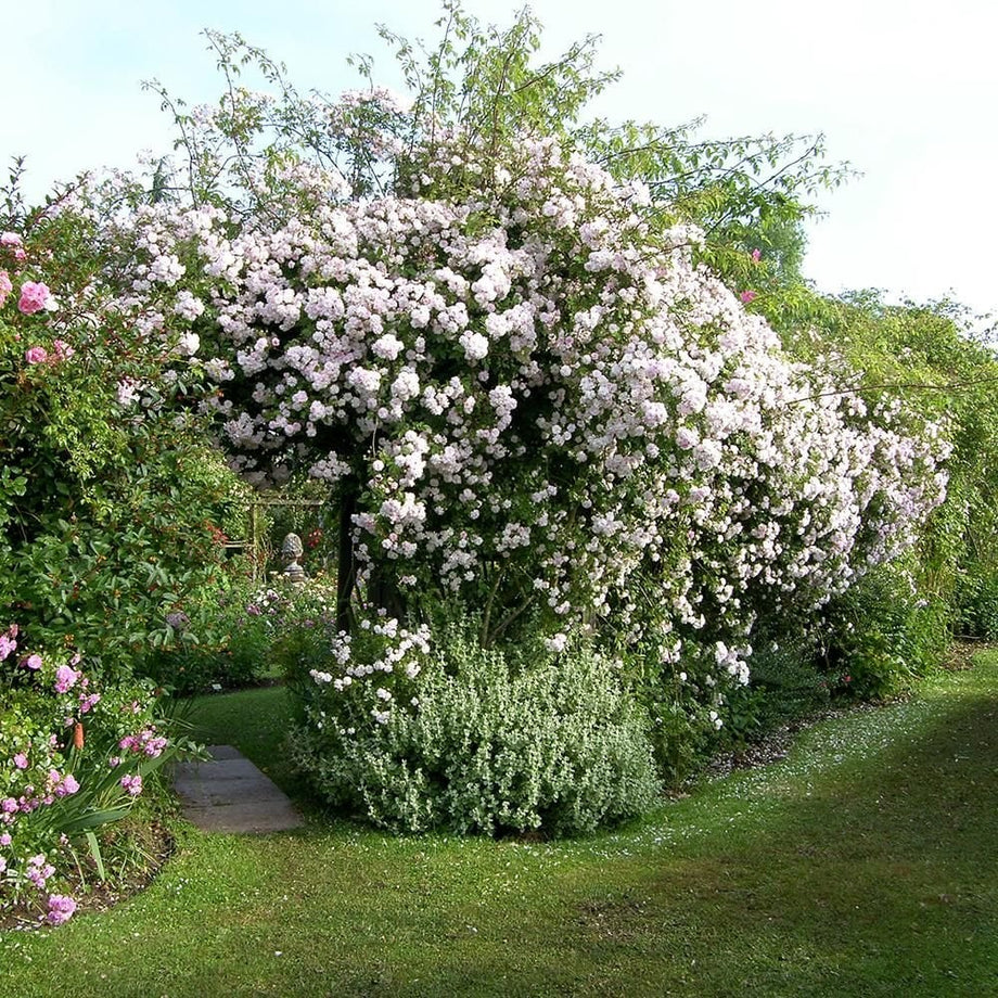 Paul's Himalayan Musk – Peter Beales Roses