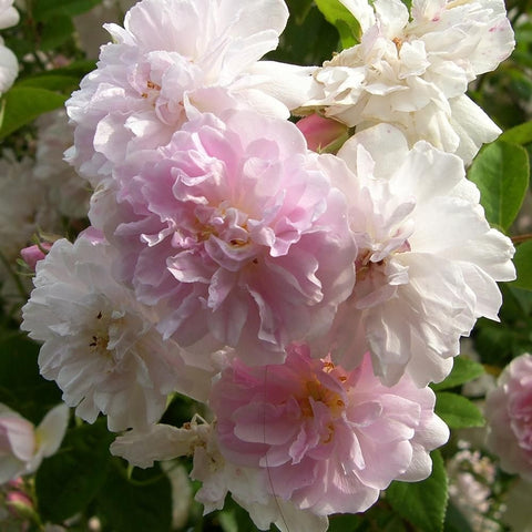 Double Himalayan musk rose blossoms in white and soft pink, close-up on green leaves