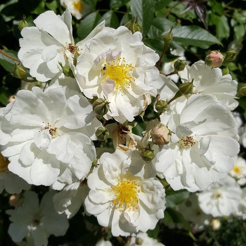 White rose flowers with yellow centers and green buds on leafy stems